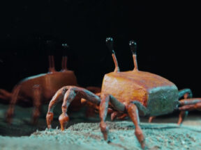 Crab